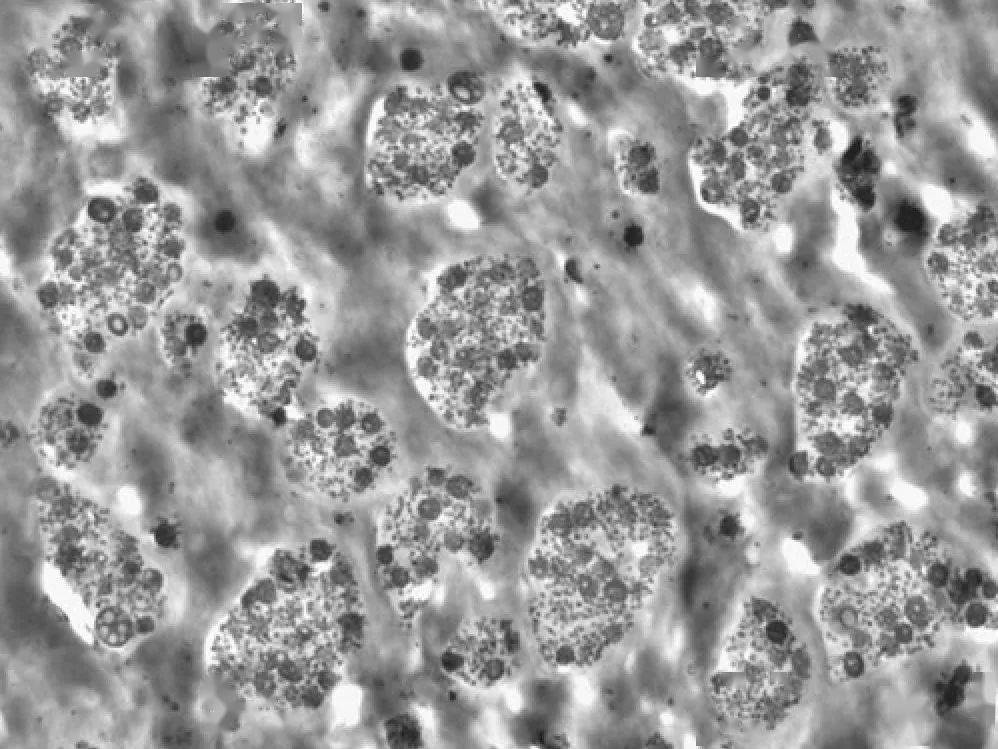 新聞:新型聚酰胺改性尼龍共混物兼具耐熱性、機(jī)械性和美觀性